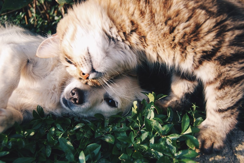 A small dog with its mouth open showing teeth while a person gently lifts its lip to check