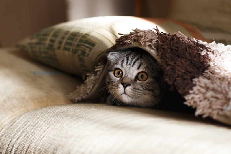 A calm cat sitting near a sunlit window in a quiet room at home