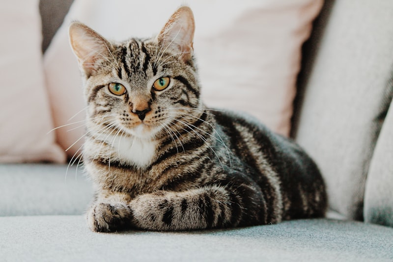 A content indoor cat perched on a tall cat tree looking out a sunny window