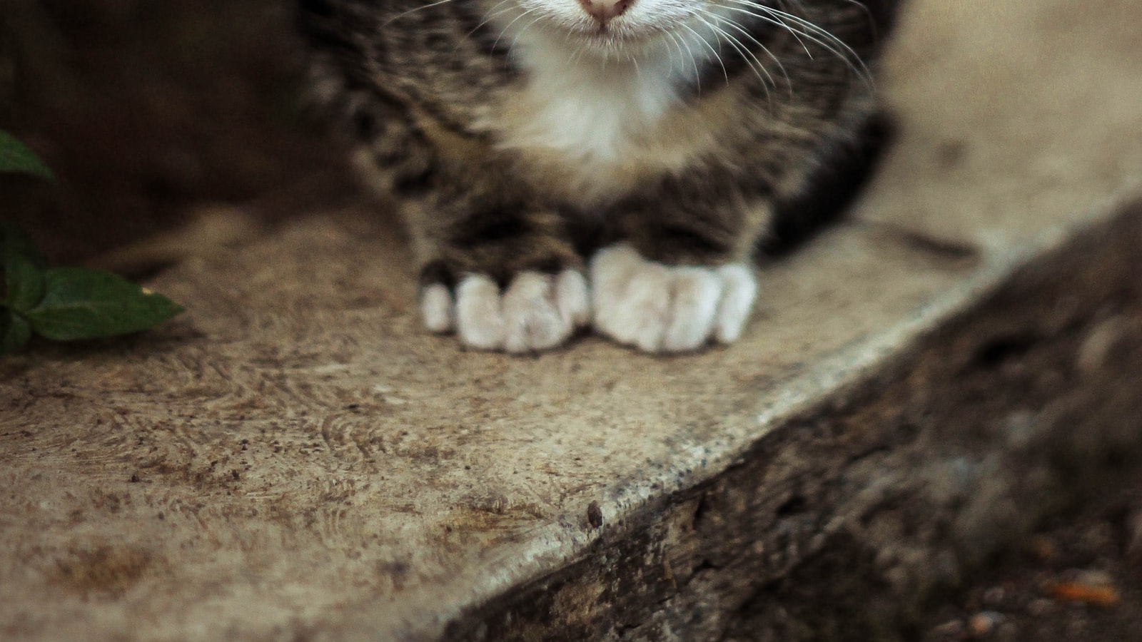 A small puppy exploring outdoors, looking curiously toward the camera