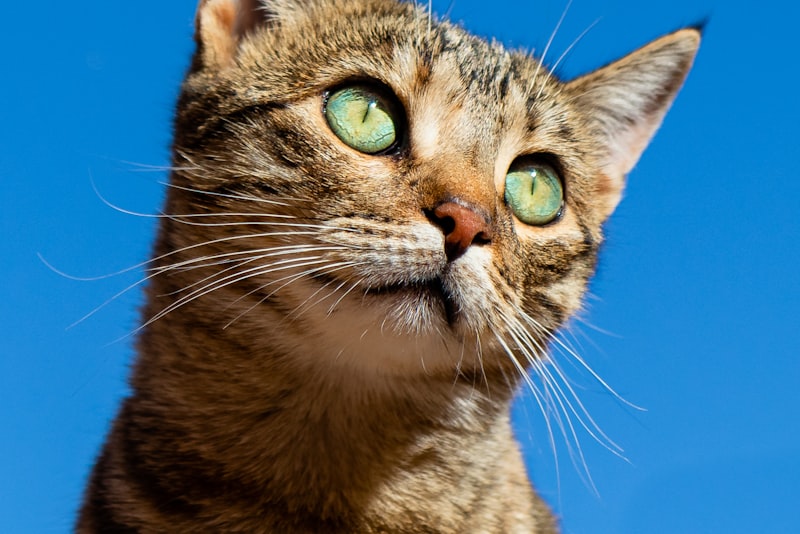 A cat perched on a tall cat tree near a sunny window, watching the world outside