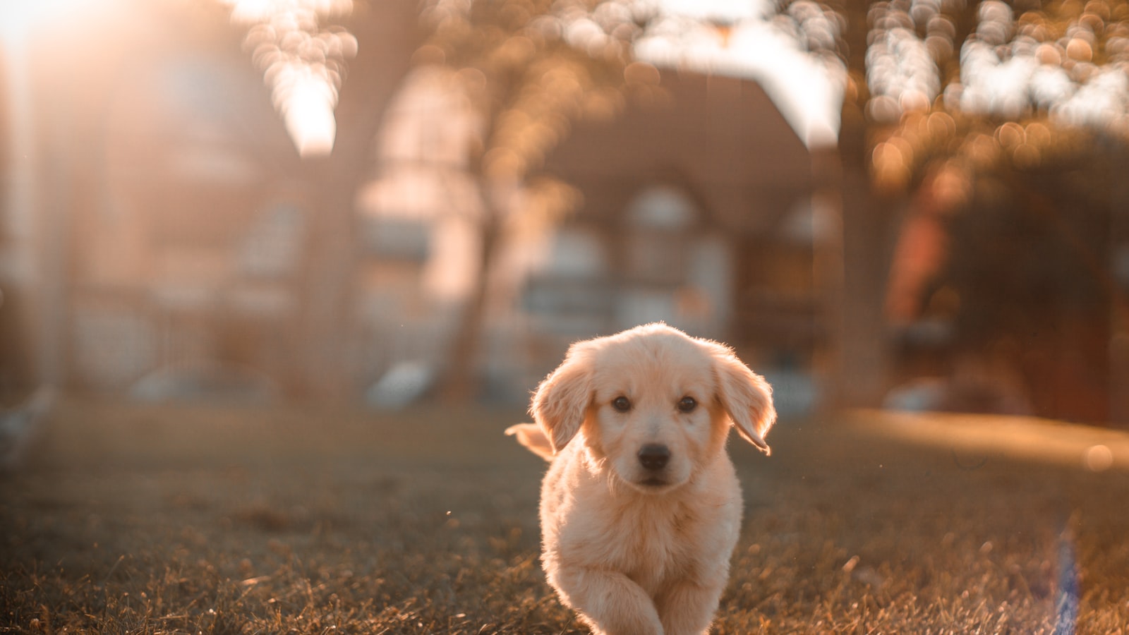 A curious puppy exploring a tidy living room with a safety gate in the background