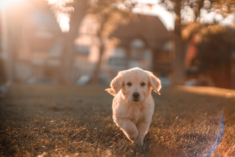 A curious puppy exploring a tidy living room with a safety gate in the background