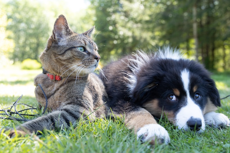 A smiling woman sitting on a living room floor meeting a calm dog and a curious cat together